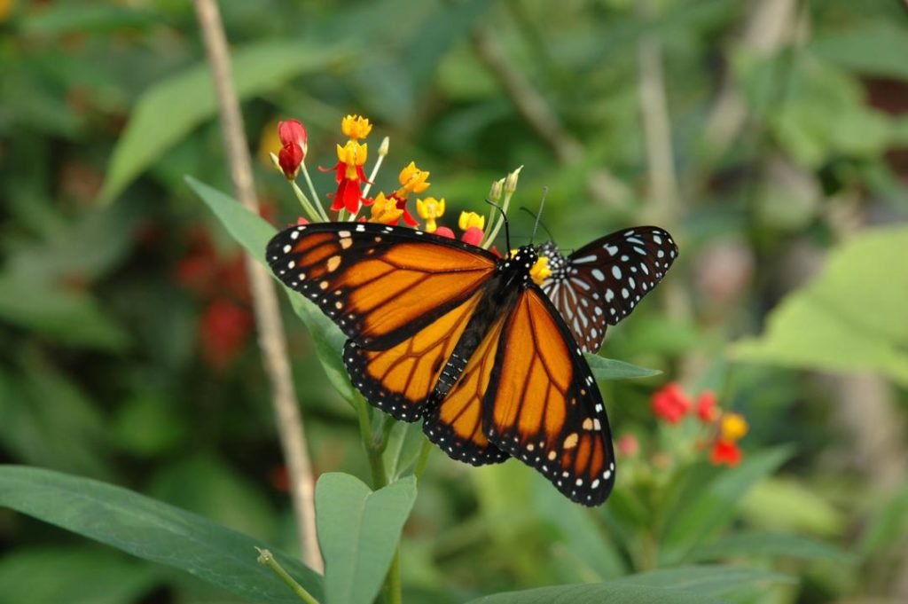 Papiliorama Activité Famille Suisse